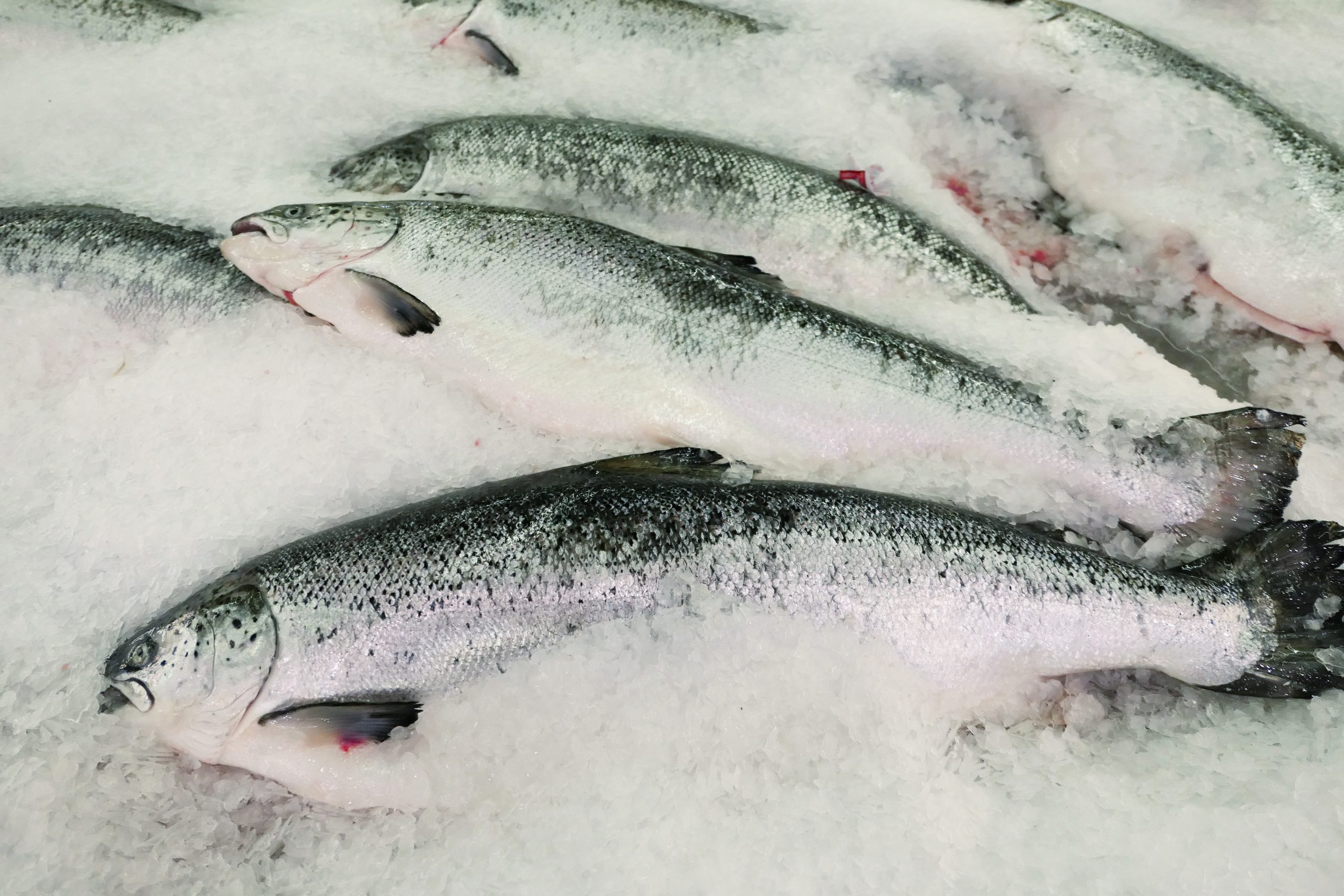 Fresh salmon on ice at a market