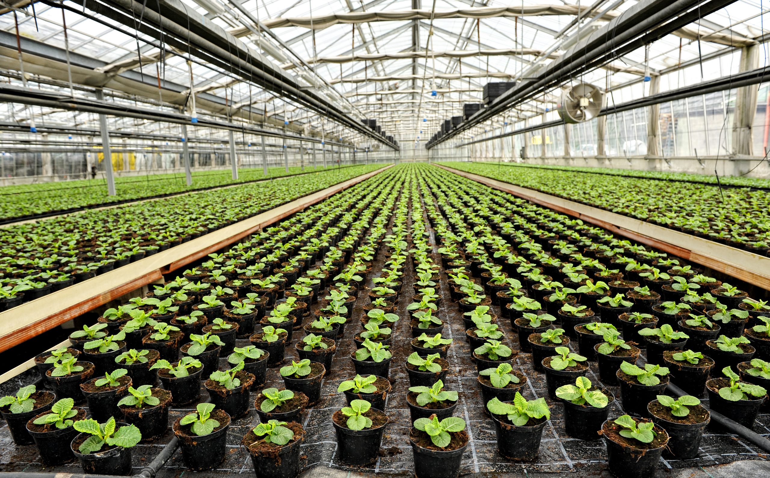 Interior of a commercial greenhouse for cultivating potted houseplants for retail with rows of green seedlings stretching back into the distance