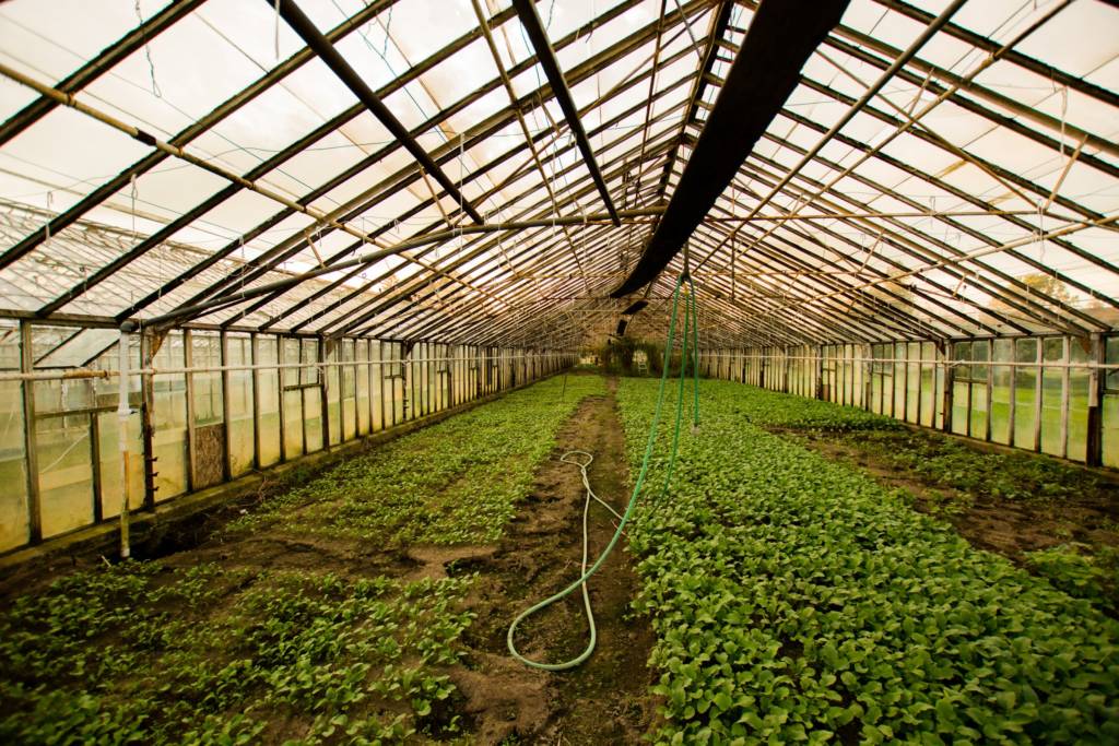 A greenhouse full of crops. You can easily embed multiple Ruuvi's smart IoT sensors to measure conditions and prevent spoilage.