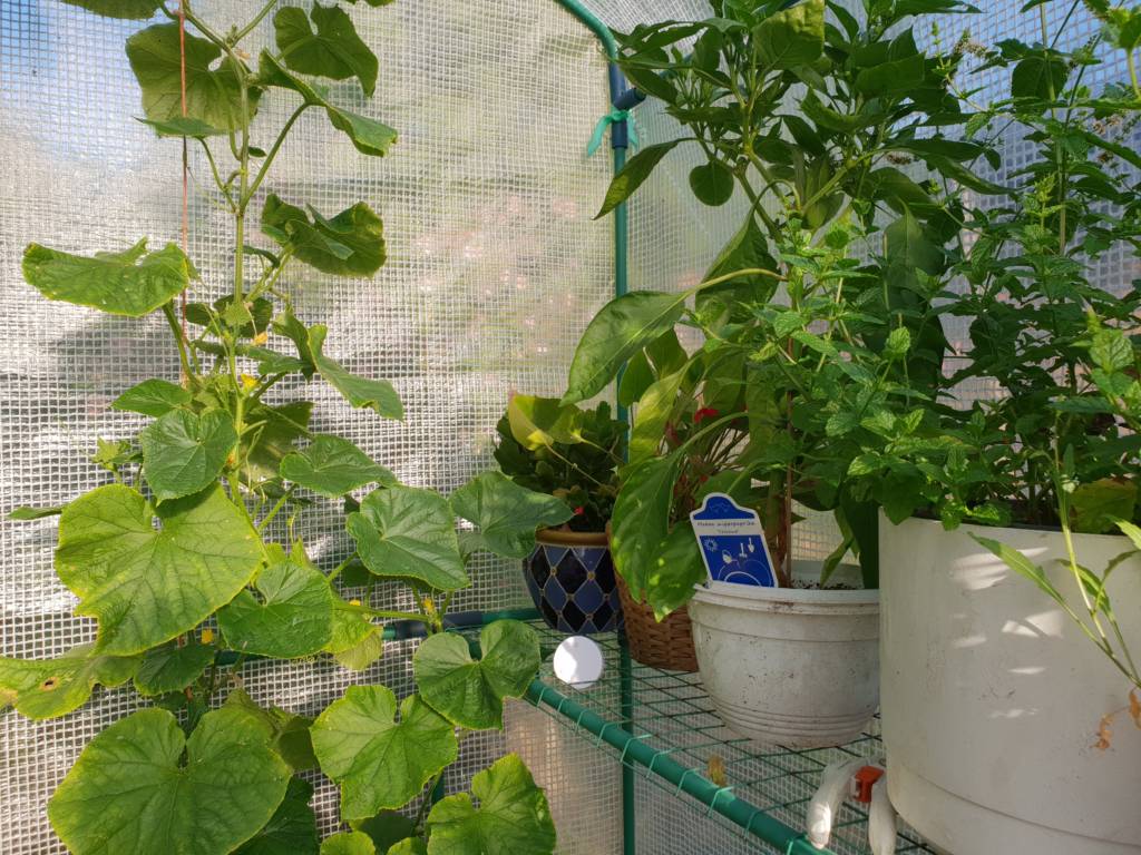 Ruuvi's IoT sensor fits well with smaller greenhouses as well!