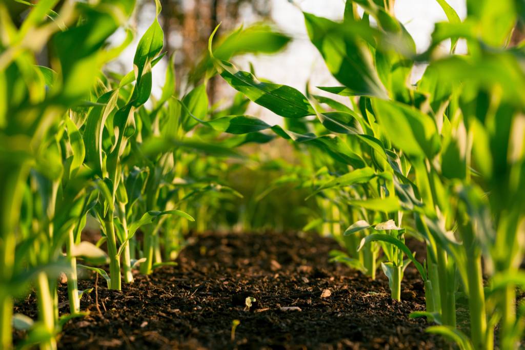 Soil is vital for plants. Soil sensors can make plant growing much easier