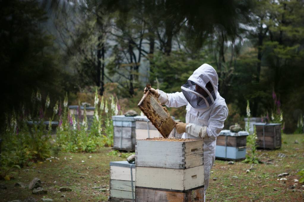 bee-keeper-working-with-a-hive