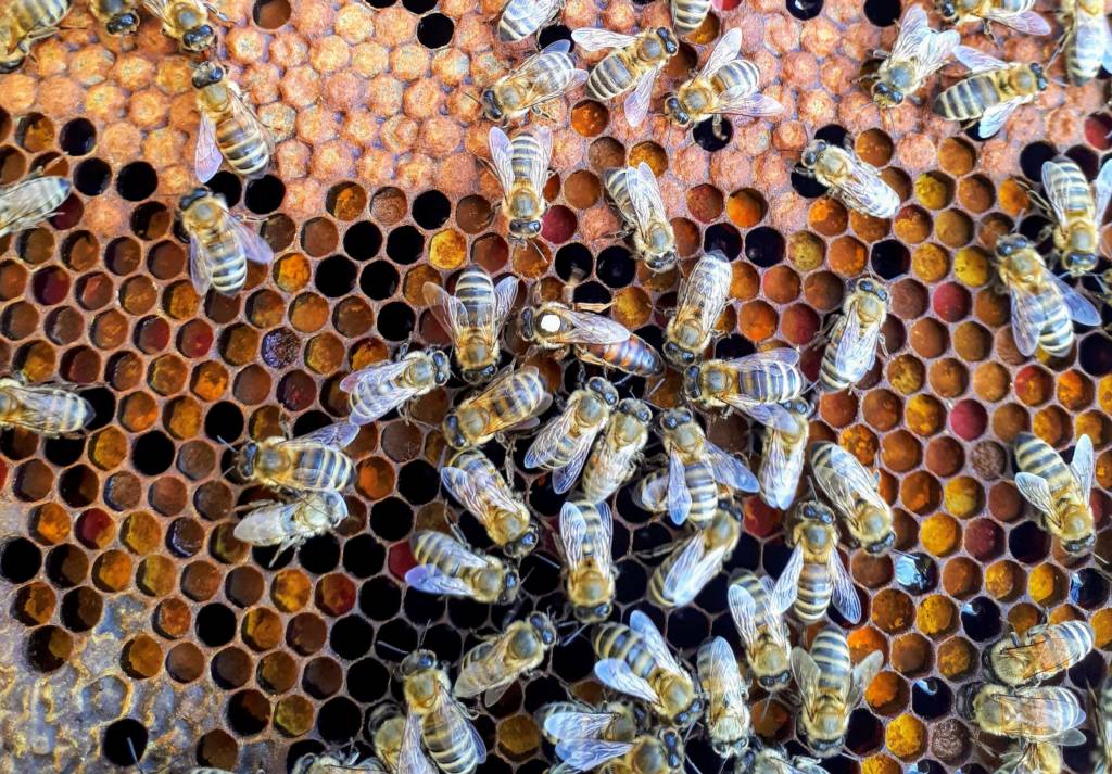 bees crawling in a hive