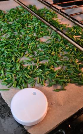 Herb drying in oven in low temperature. A smart sensor is monitoring the temperature in order to keep it optimal.